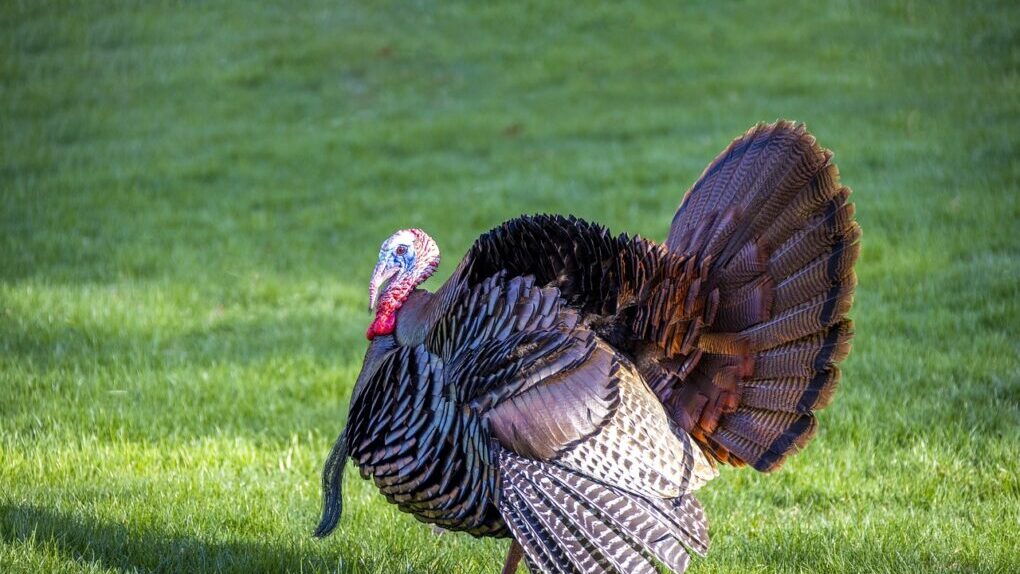 Travel Guide to America National Park Wild Turkeys 