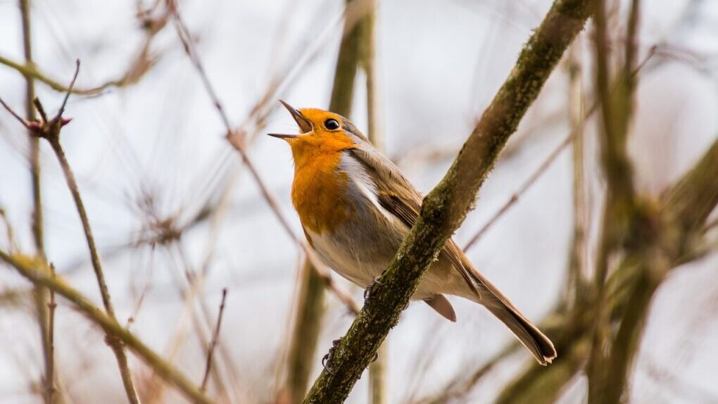 Travel Guide to America National Pack Bird Collections