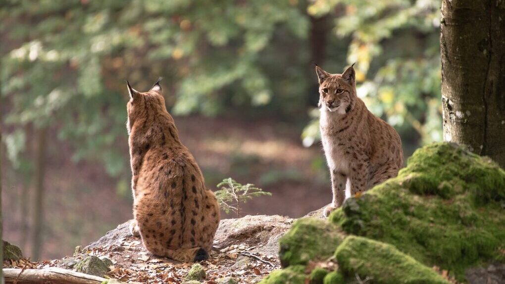 Travel Guide to America National Pack Bobcat