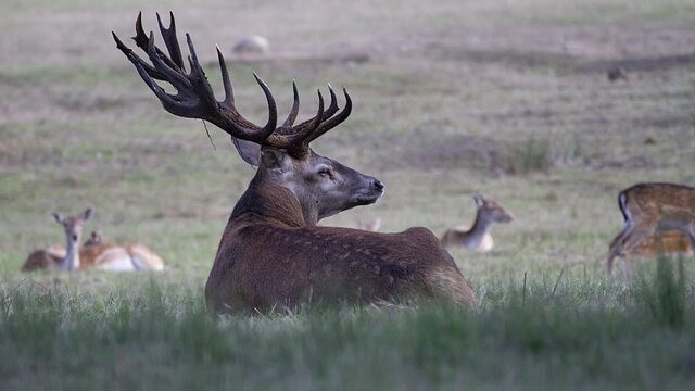 Travel Guide to America's National Wildlife-mule deer